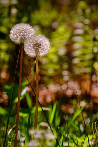 Dandelion