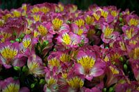 Bloemen nr 5
