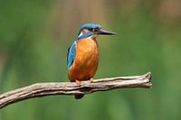Ijsvogel