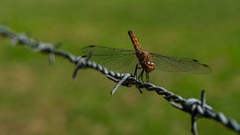 Libel von Tim Briers