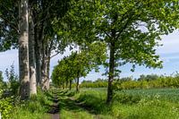 Het mooie pad waar de bomen ogen hebben.