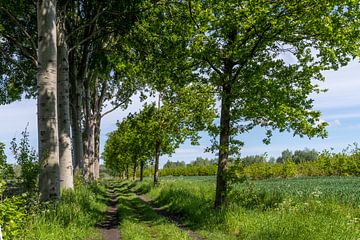 Het mooie pad waar de bomen ogen hebben. van Els Oomis