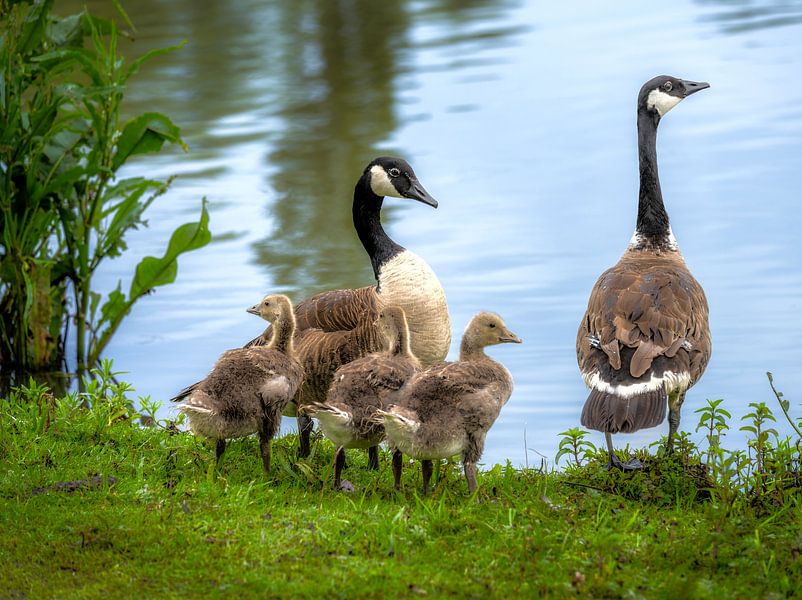 Canada goose family standing on the lakeshore by ManfredFotos