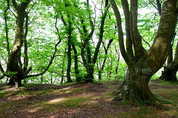 Coastal forest