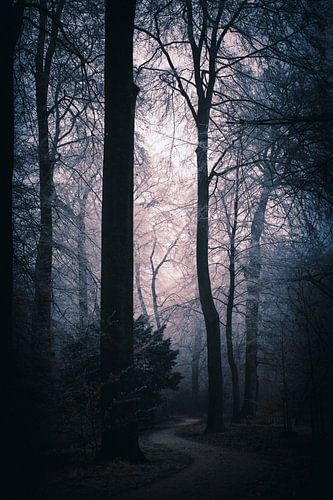 Forest path in purple mist, winter silence