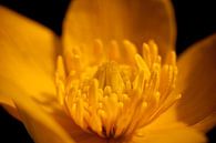 Gele bloem in macro van Thomas Poots thumbnail