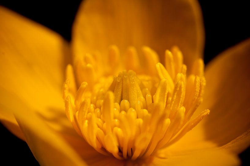 Gele bloem in macro van Thomas Poots