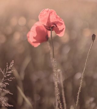 Blumen Teil 132 von Tania Perneel