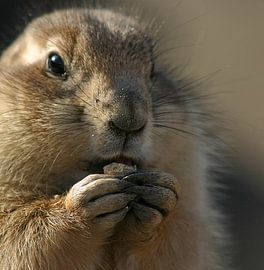 Knabbel von san image