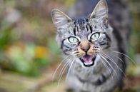 Wilde kat van Christopher Lewis thumbnail