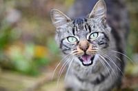 Wilde kat
