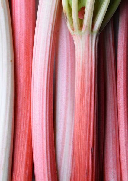 Rhubarbe par karlijn van den Elshout