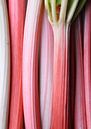 Rhubarbe par karlijn van den Elshout Aperçu