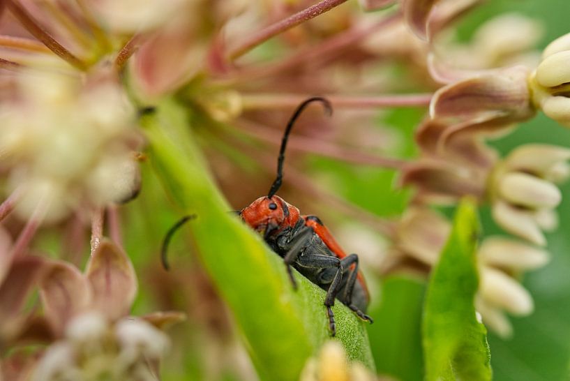 Red Milkweed Beetle Hugging Stem von Iris Holzer Richardson