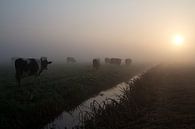 koeien in de mist 2 van Dolf Siebert thumbnail