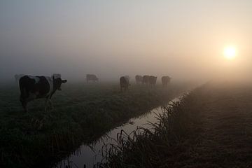 koeien in de mist 2