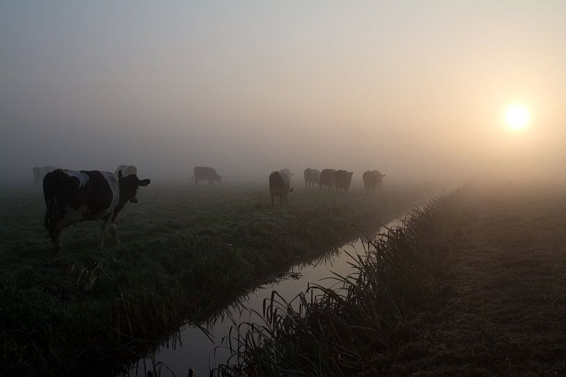 koeien in de mist 2 par Dolf Siebert