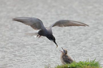 Zwarte stern van Rinnie Wijnstra (FotoAmeland )