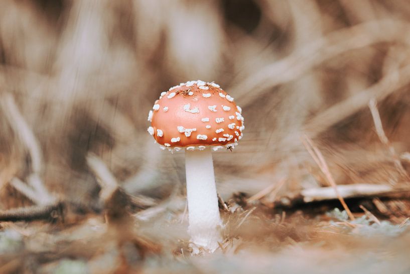 Agaric moucheté par Herma Vos