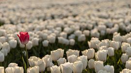 That one pink tulip in a field full of white by Hans de Waay