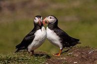 Puffins in Love by Hans Hoekstra thumbnail