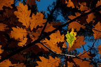 Autumn leaves