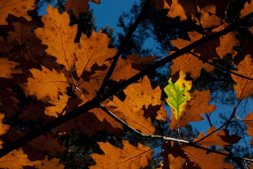 Feuilles d'automne par Ger Mestrum