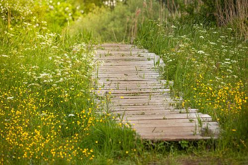 Pont dans la nature