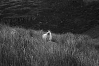 Irish sheep in the Black Valley