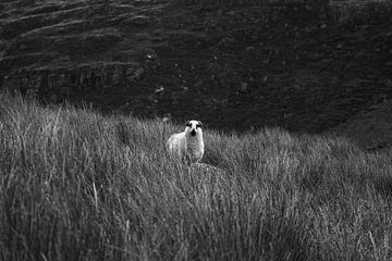 Irische Schafe im Schwarzen Tal von Licht! Fotografie