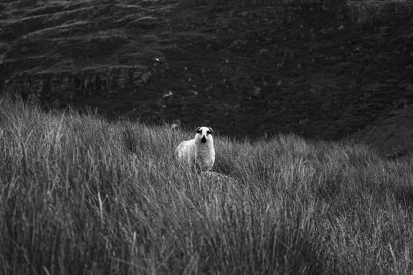 Moutons irlandais dans la vallée noire par Licht! Fotografie