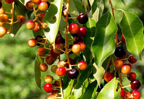 Beeren in Herbstschattierungen