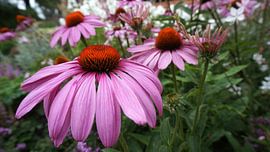 Zonnehoed van Dirk de Bood