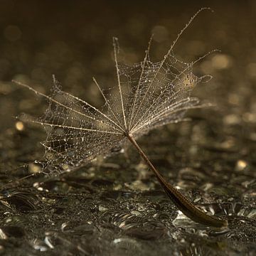 Square: A fallen fluff among water droplets