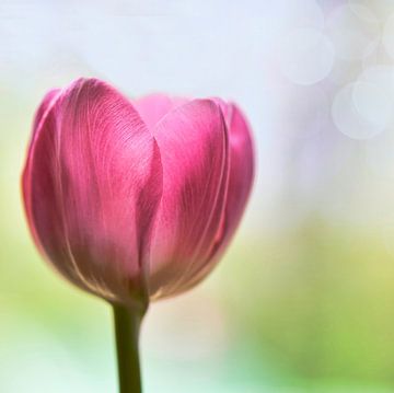 Tulpe von Jeannette Penris