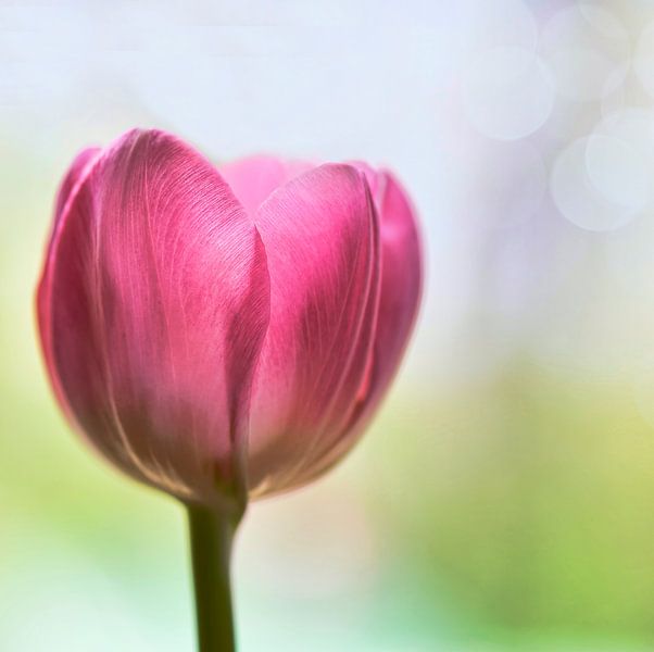 Tulip by Jeannette Penris