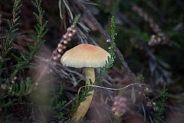 Pilz in der Heide