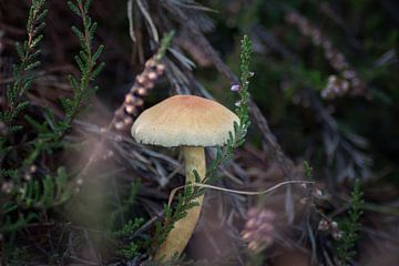 Paddenstoel in de heide van Linda Lu