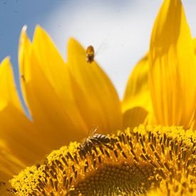 Sunflower by Eric Verhoeven