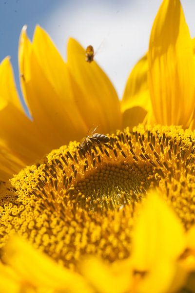 Zonnebloem van Eric Verhoeven
