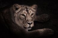 calm and confident gaze half-face of a beautiful and confident lioness, night portrait in the dark. by Michael Semenov thumbnail
