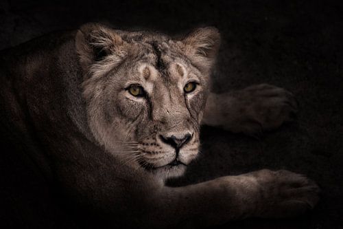 calm and confident gaze half-face of a beautiful and confident lioness, night portrait in the dark.