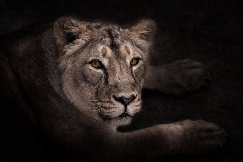 calm and confident gaze half-face of a beautiful and confident lioness, night portrait in the dark. by Michael Semenov
