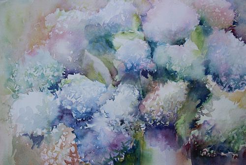 Hemelse Hortensia's