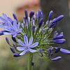 African lily Charlotte - Agapanthus africanus Charlotte by whmpictures .com
