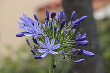 African lily Charlotte - Agapanthus africanus Charlotte by whmpictures .com
