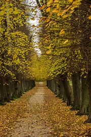 Autumn by Irene Lommers