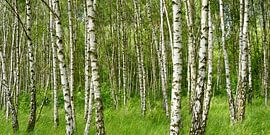 Birkenwald von Violetta Honkisz