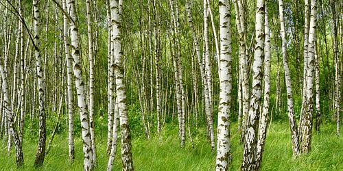 Forêt de bouleaux sur Violetta Honkisz