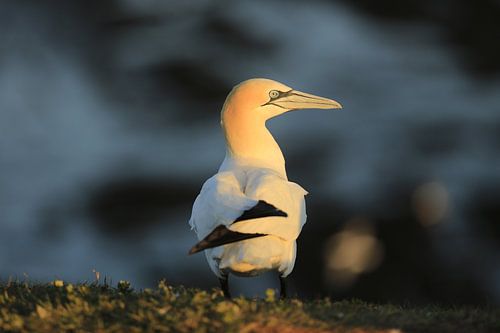 northern gannet